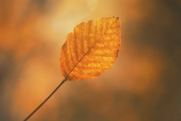 Close up Outono Folha de fundo .Natureza conceito — Fotografia de Stock