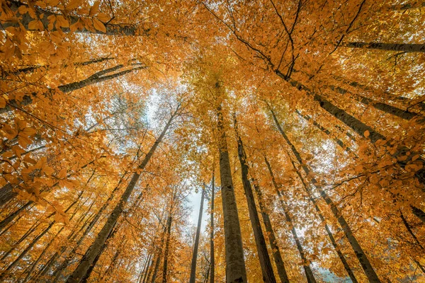 Barevné podzimní stromy v lese — Stock fotografie