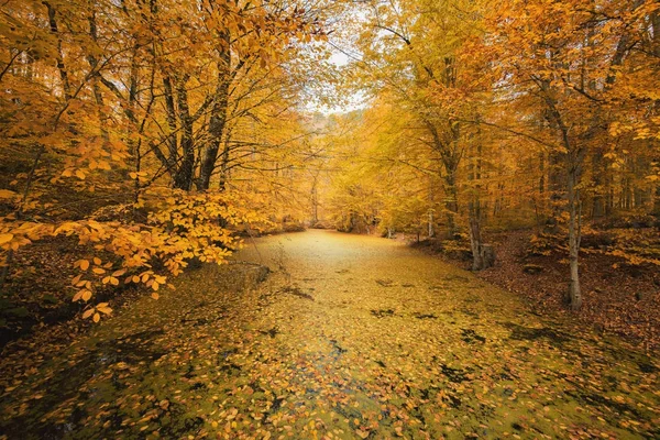 Schöne bunte Herbstbäume im Wald. — Stockfoto