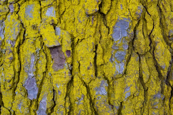 木製パターンと樹皮の質感. — ストック写真