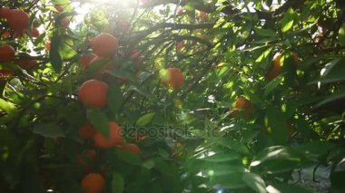 Portakal ağacı meyve portakal çiftlikte ile çiçeklenme