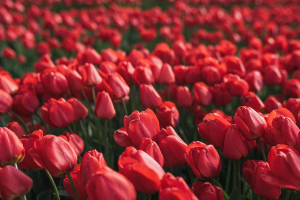 Fundo da flor. Jardim de tulipas vermelhas frescas. Campo com tulipas vermelhas na Turquia . — Fotografia de Stock