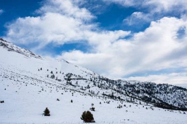 Dağlardaki kış ağaçları taze karla kaplıdır.