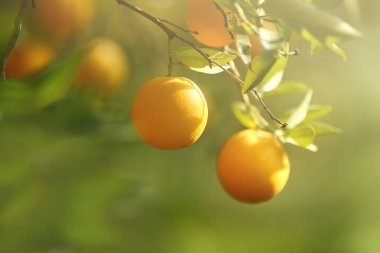 yeşil yaprakları ile portakal ağacı meyve yukarıya kapatmak.