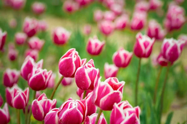 Campo de tulipas bonito vermelho na primavera com luz solar, fundo floral — Fotografia de Stock