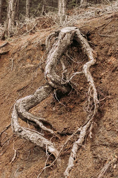 Tree Roots Exposed Due to Soil Erosion — Stock Photo, Image