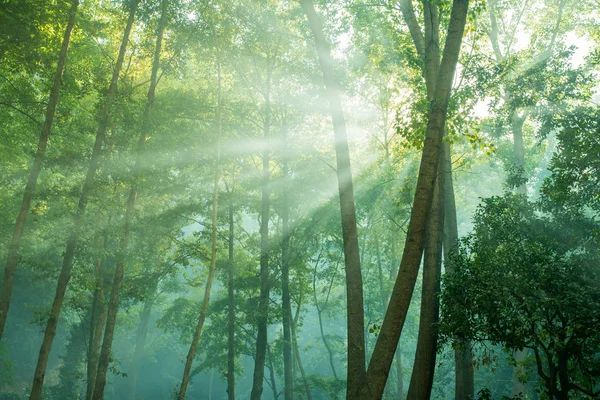 Árboles forestales. naturaleza madera verde con luz solar — Foto de Stock