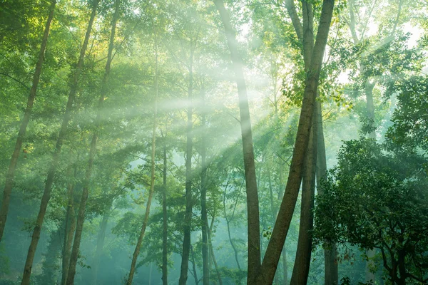 Copaci de pădure. natura lemn verde cu lumina soarelui — Fotografie, imagine de stoc