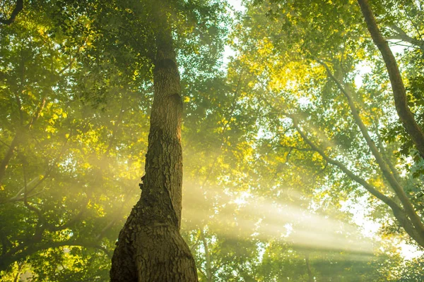 Lesní stromy. přírodní zelené dřevo — Stock fotografie