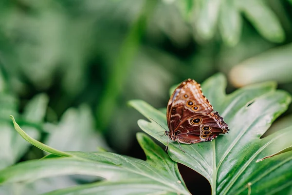 Mariposa en la naturaleza salvaje que permanece en una hoja verde — Foto de Stock