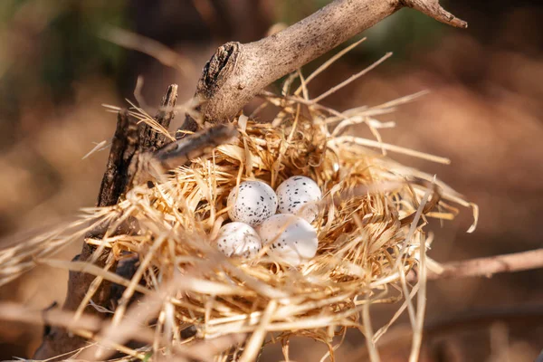 Nido de pájaros con huevos en un árbol, en la hermosa naturaleza —  Fotos de Stock