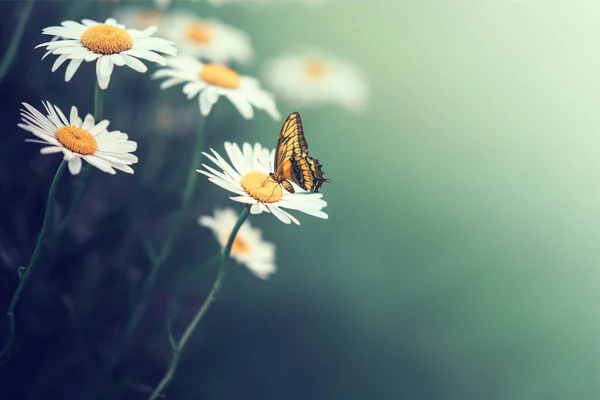 Piękny motyl na stokrotnym kwiatku spożywający swój nektar — Zdjęcie stockowe