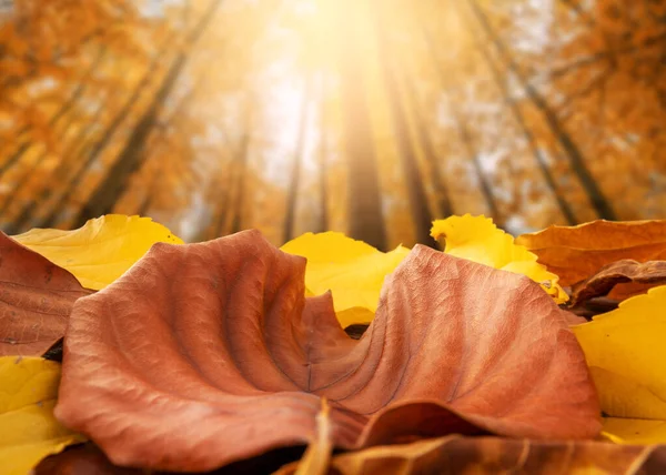 Concepto de otoño, Hermosas hojas coloridas y secas en el suelo en el bosque —  Fotos de Stock