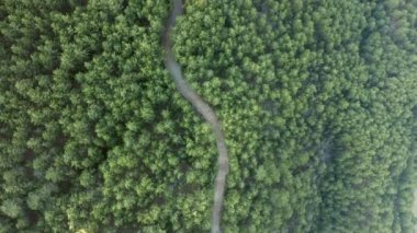 4K aerial video of Lake and Forest with a narrow path