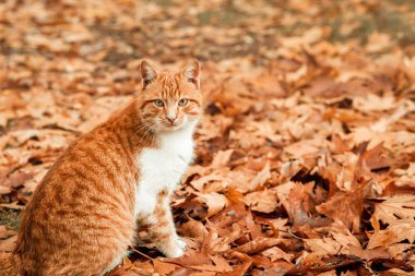 Sevimli bir kedi sonbaharda yaprakların üzerinde güzel bir hava durumunu sunuyor.