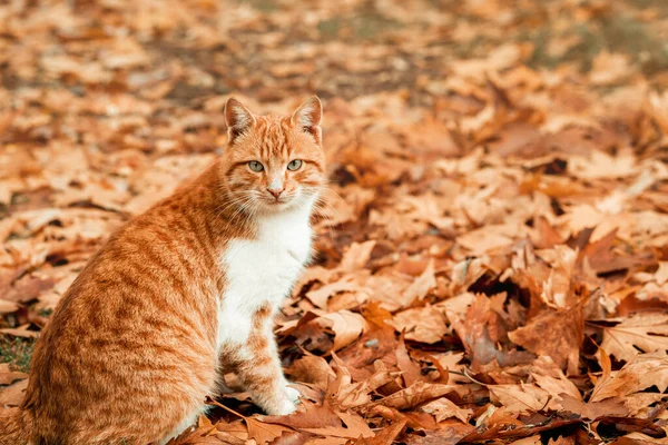 Um gato adorável está apreciando o weahther agradável no outono nas folhas — Fotografia de Stock