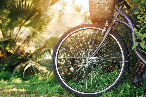 Primo piano una bicicletta con cesto parcheggiato vicino all'albero nella foresta. concetto di sano svago — Foto Stock