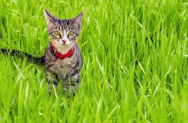 An adorable domestic cat is enjoing the nice weahther in spring on grass — 스톡 사진