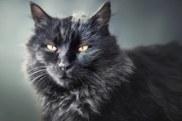 Een schattige zwarte bont kat staart met nieuwsgierige ogen. — Stockfoto