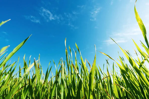 Green lawn leaves in open field, nature or park against the open blue sky. — Stock Photo, Image