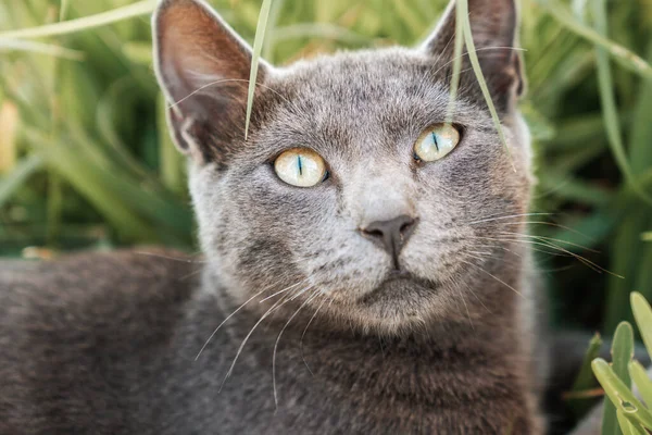 Un gato de piel gris adorable está mirando con ojos curiosos y grandes . —  Fotos de Stock
