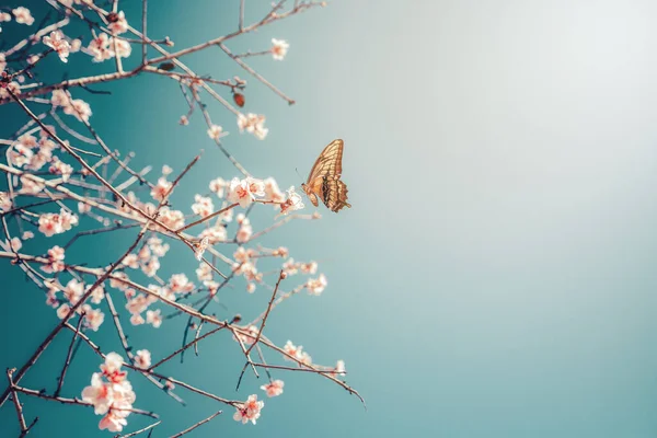 Borboleta bonita em uma flor margarida consumindo seu néctar — Fotografia de Stock