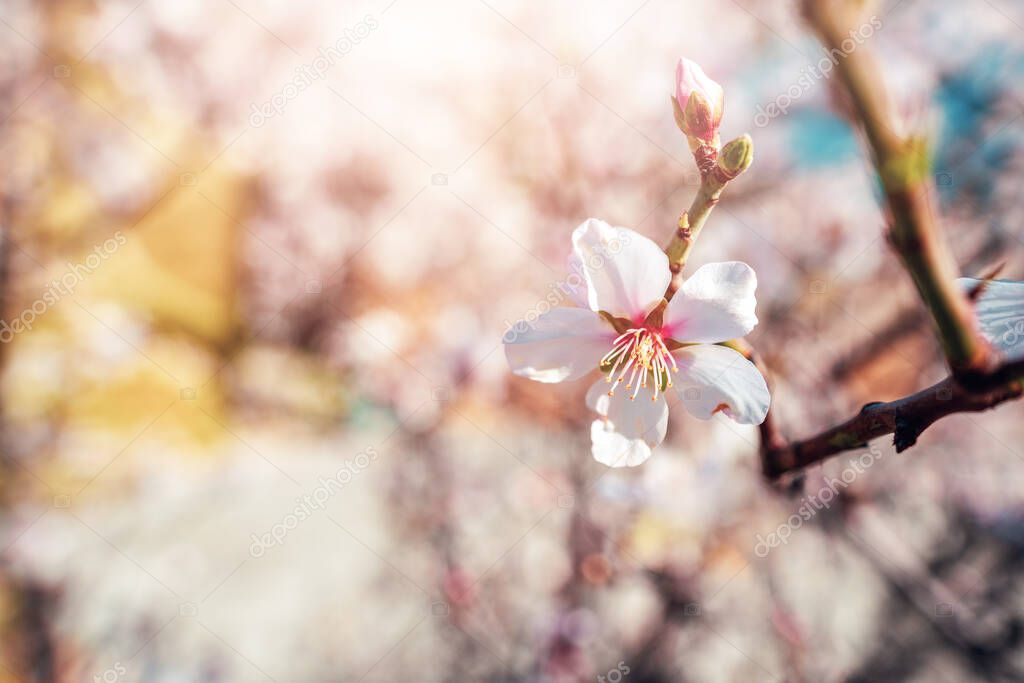 Closeup flower of plum blossom in spring. Concept of spring flowers and pollination.