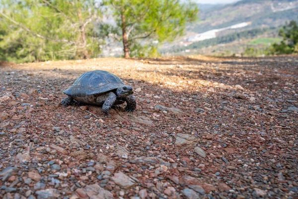 Nahaufnahme Schildkröte bewegt sich langsam in der Natur. Zu Fuß auf der Landstraße. — Stockfoto