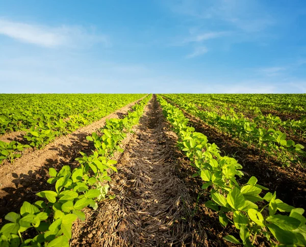 広大な畑に大豆を植える農業。青空に対する緑成長する大豆植物. — ストック写真
