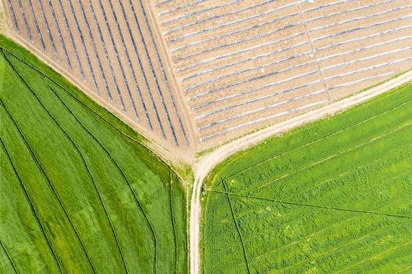 Patikayla bölünmüş büyük tarımsal bitki tarlalarının havadan görünüşü. Aşağıda yeşil bitkiler yetişiyor. — Stok fotoğraf