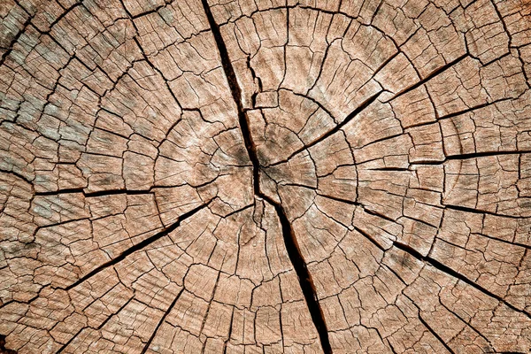 Fondo del tocón del árbol. Marrón agrietado y cortado Patrón de textura de madera fondo . —  Fotos de Stock