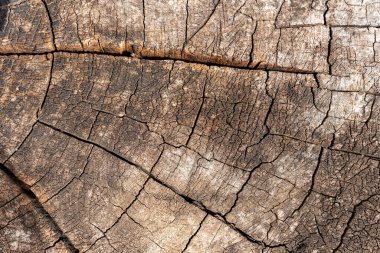 Ağaç gövdesi. Kahverengi çatlamış ve tahta desenli arka planı kesmiş..