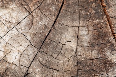 Ağaç gövdesi. Kahverengi çatlamış ve tahta desenli arka planı kesmiş..