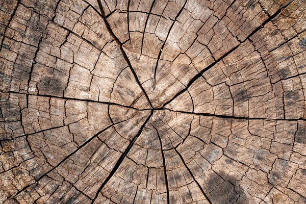 Fondo del tocón del árbol. Marrón agrietado y cortado Patrón de textura de madera fondo . —  Fotos de Stock