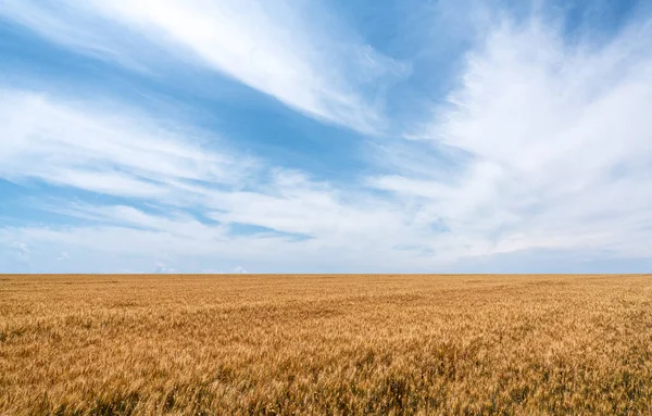 青空と雲を背景に収穫を待っている小麦の作物の小麦のプランテーションと黄金の色の耳. — ストック写真