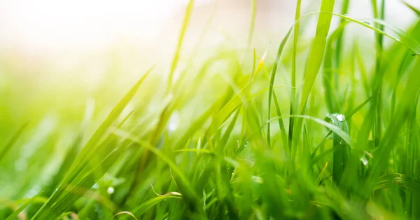 Green lawn leaves in open field, nature or park against the open sky. — Stock Photo, Image