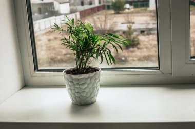 Beyaz bir akbaba beyaz bir pencere eşiğinde yeşil bir çiçek.