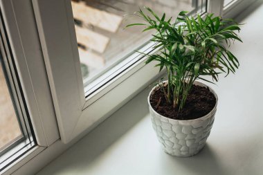 Kavanozdaki yeşil çiçek paletin camında duruyor..