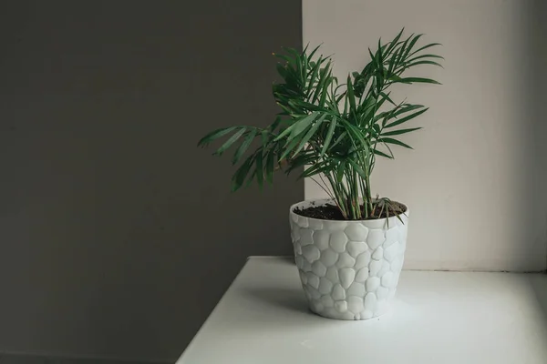 Eine grüne Zimmerpflanze steht auf einem weißen Fensterbrett. — Stockfoto