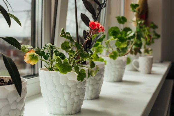 Eine Reihe Blumen auf der Fensterbank — Stockfoto
