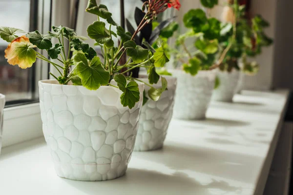 Eine Reihe Blumen auf der Fensterbank — Stockfoto