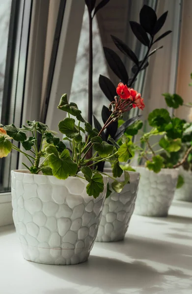 Eine Reihe Blumen auf der Fensterbank — Stockfoto