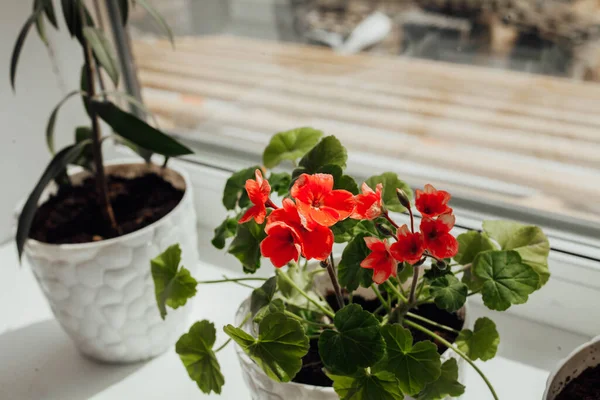 Blumen auf der Fensterbank. Nahaufnahme — Stockfoto
