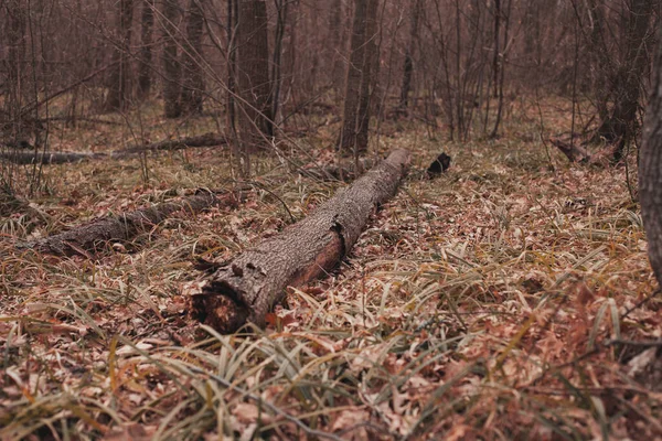 Dumpat träd i skogen på gräset — Stockfoto