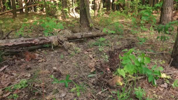 Een man loopt blootsvoets in het bos op het gras — Stockvideo