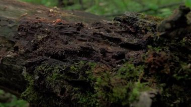 Düşmüş yaşlı bir ağaçtaki karınca yığını