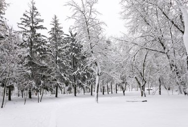 Karla kaplı karanlık bir ormana giden beyaz kar izleri