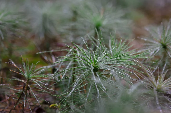 Young pine trees grow in the autumn forest covered with round transparent dew drops