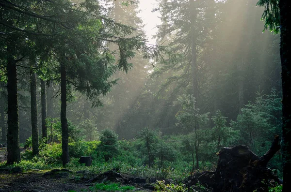 山の霧、幻想的な朝の霧の風景、丘はブナの森、ウクライナ、カルパチア人、あなた自身の素晴らしい場所を発見 — ストック写真
