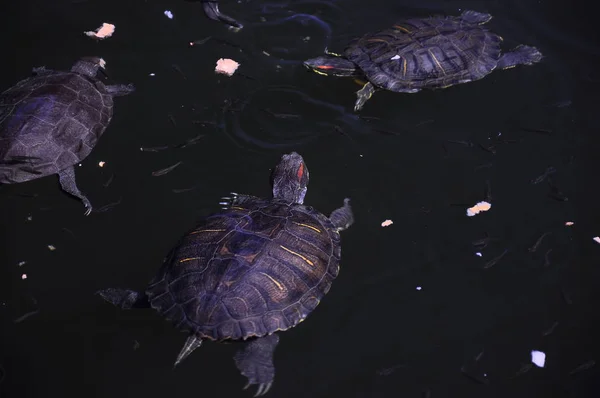 Little wild turtles swim in the lake and eat bread